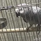 ذكر كاسكو افريقي ثلجي فاتح