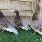 جوز صنعاوي اصايل