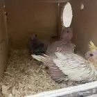 فروخ كروان 3 بصحه ممتازه