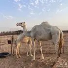 ناقه عشرا للبيع