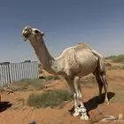 فحل اوضح