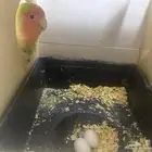 زوج روز منتج