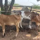 ثلاث خبيش بلدي للبيع