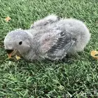 فروخ روز تقبل الغر