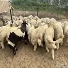 طليان حريه ذبايح