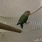 روز للبيع (( مستعجل ))