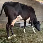 بسم الله الرحمن الرحيم بقره مشروطه ام ثالث يتبعها عجله