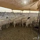 الغنم
