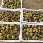 رطب شيشي تمر طيب