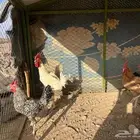 ديكه للبيع