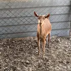 عنز جنوبيه