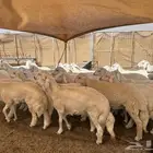 طليان حريه ذبايح مقفله شحم ولحم