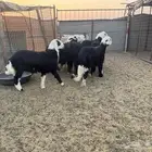 طليان نجد جبر