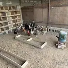 للبيع دجاج بياض وبشاير وديك