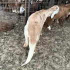 جذع سواكن ظهور فل ذبايح