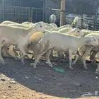 رخال حرش دفيع. تم البيع