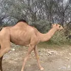 بكره للبيع
