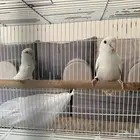 جوز روز البينو منتج شرط