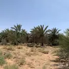 فسائل نخيل متنوع فروخ نخيل للبيع  ايجار مزرعة نخيل