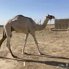 قعود طابع شداد للبيع
