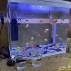 حوض سمك مع سمك