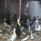 حمام تشكيله للبيع
