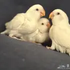 فروخ روز البينو