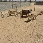 معزاء جنوبيات