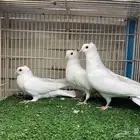 جوز قنادي غرانيق برص