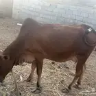 بقرة وحسيلها للبيع