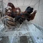 فروخ دجاج بلدي