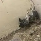 فراريج. اربعه