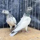 للبيع طبات باقي لها 3 ريش
