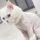 قط شيرازي