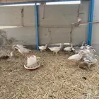 صوص رومي للبيع