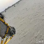 حصان شعبي
