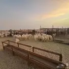 طليان و رخال حرية تربية