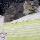 قطة للتبني