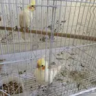 جوز كروان منتج