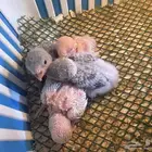 فروخ روز غار