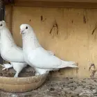 جوز تركي ابيض منتج للبيع