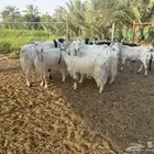 معزاء