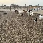 معزا متابيع 6 تحتها 6