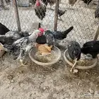دجاج بلدي عمر شهرين.