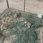 للبيع ارانب بلدي وبح