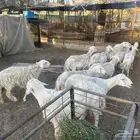 شياه حريات