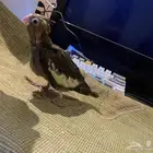 فرخين كروان غر