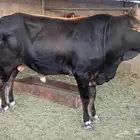 ثور سويسري مشروووط