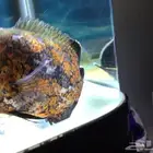 اوسكار للبيع