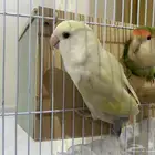 زوج منتج